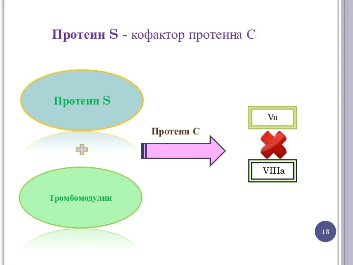 Протеин S - кофактор протеина С Протеин S Тромбомодулин Va VIIIa Протеин С