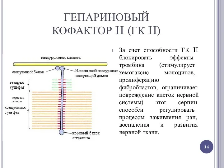 За счет способности ГК II блокировать эффекты тромбина (стимулирует хемотаксис моноцитов,