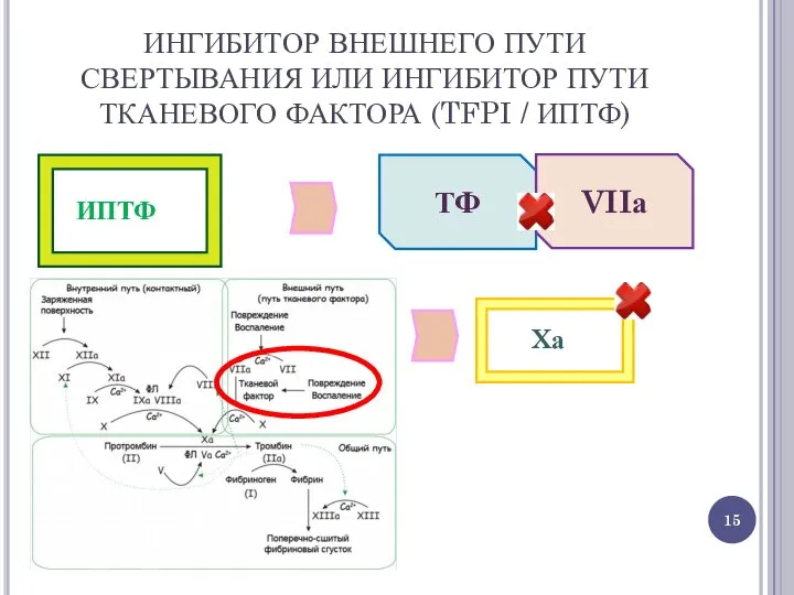 ТФ VIIа ИНГИБИТОР ВНЕШНЕГО ПУТИ СВЕРТЫВАНИЯ ИЛИ ИНГИБИТОР ПУТИ ТКАНЕВОГО ФАКТОРА (TFPI / ИПТФ) ИПТФ Xа