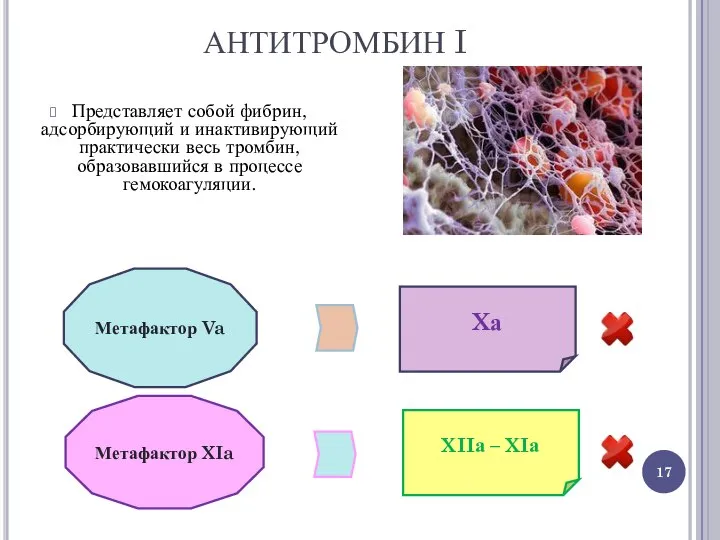 АНТИТРОМБИН I Представляет собой фибрин, адсорбирующий и инактивирующий практически весь тромбин,