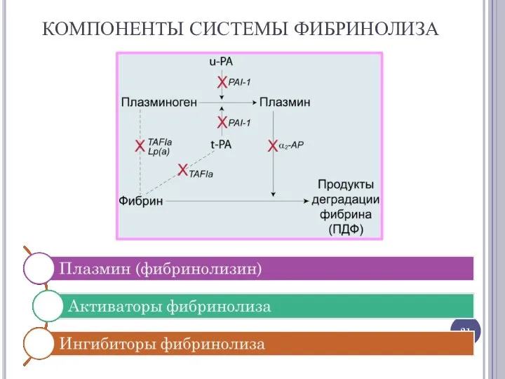 КОМПОНЕНТЫ СИСТЕМЫ ФИБРИНОЛИЗА