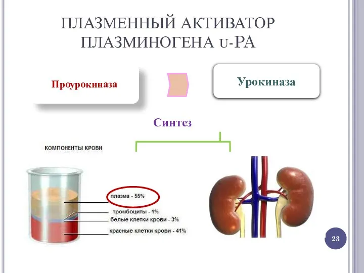 ПЛАЗМЕННЫЙ АКТИВАТОР ПЛАЗМИНОГЕНА U-PA Проурокиназа Урокиназа Синтез