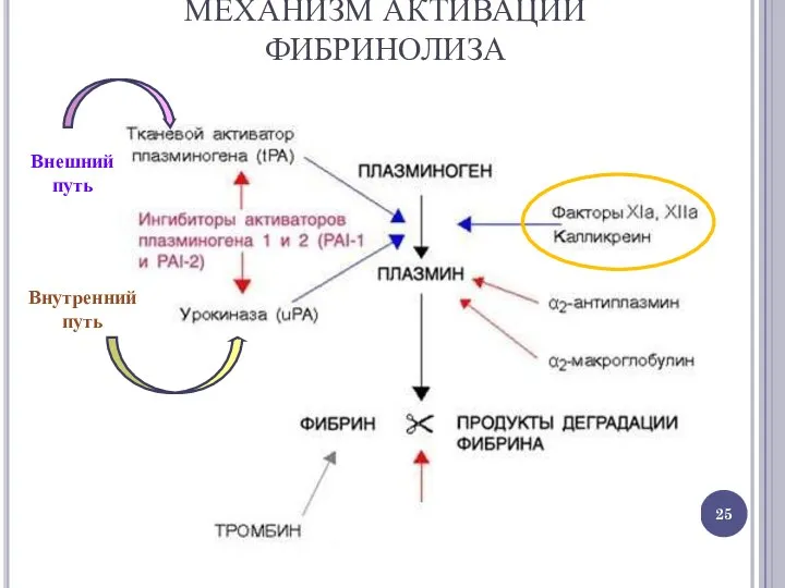 МЕХАНИЗМ АКТИВАЦИИ ФИБРИНОЛИЗА Внешний путь Внутренний путь