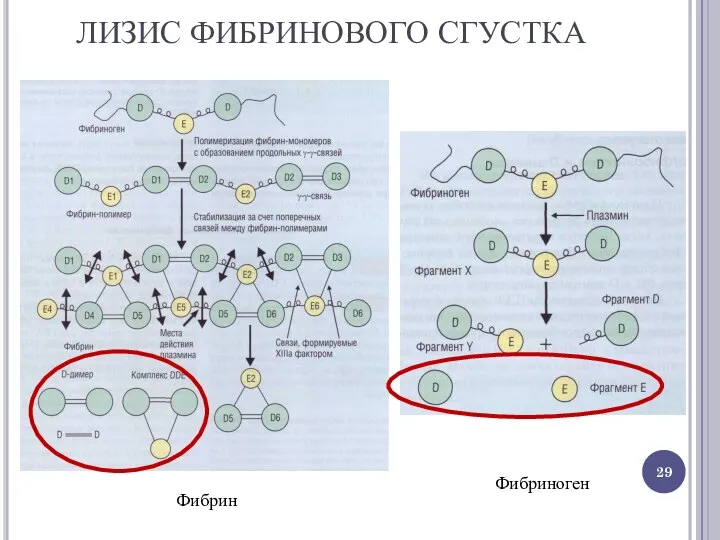 ЛИЗИС ФИБРИНОВОГО СГУСТКА Фибрин Фибриноген