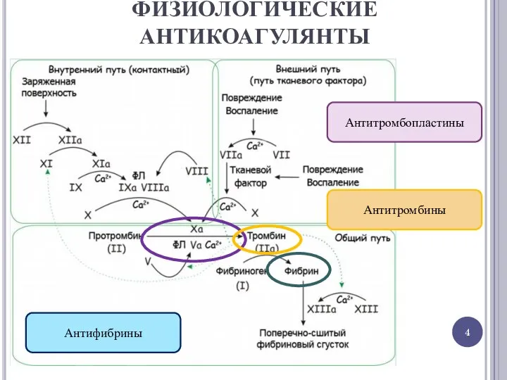 ФИЗИОЛОГИЧЕСКИЕ АНТИКОАГУЛЯНТЫ Антитромбопластины Антифибрины Антитромбины