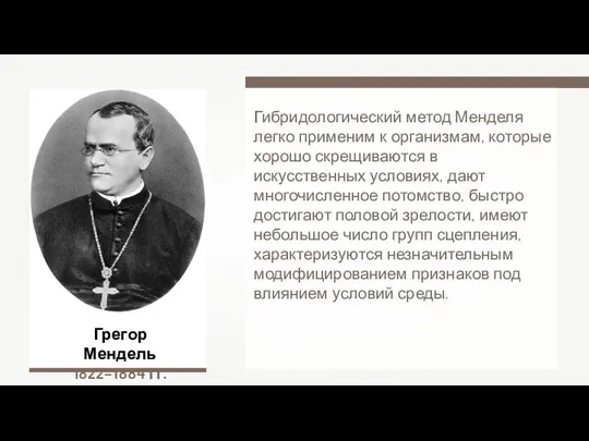 Грегор Мендель 1822–1884 гг. Гибридологический метод Менделя легко применим к организмам,