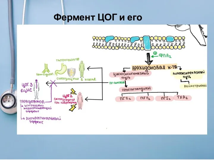 Фермент ЦОГ и его изоформы