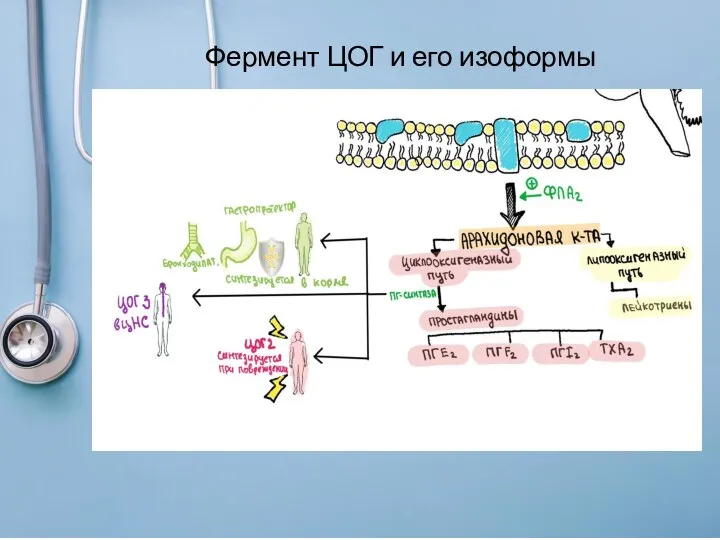 Фермент ЦОГ и его изоформы