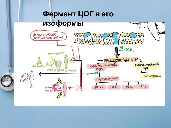 Фермент ЦОГ и его изоформы