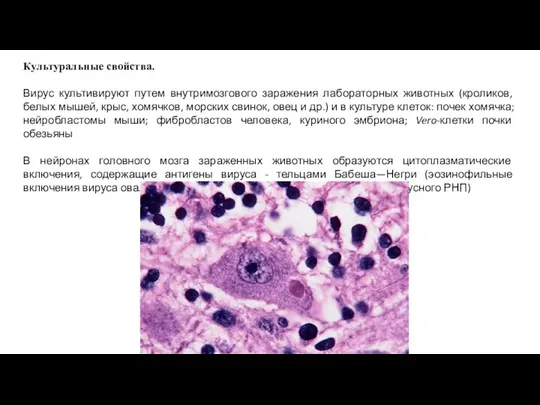 Культуральные свойства. Вирус культивируют путем внутримозгового заражения лабораторных животных (кроликов, белых