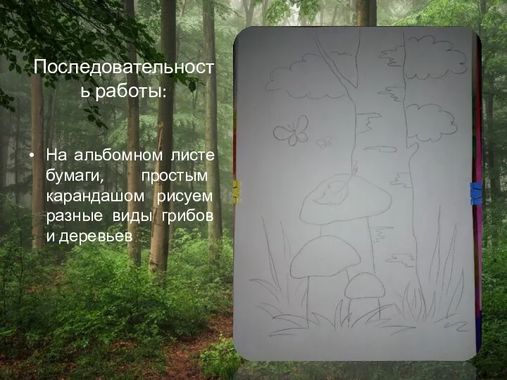 Последовательность работы: На альбомном листе бумаги, простым карандашом рисуем разные виды грибов и деревьев