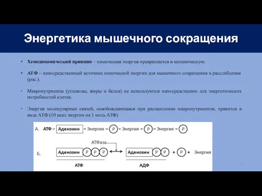 Энергетика мышечного сокращения Хемодинамический принцип – химическая энергия превращается в механическую.