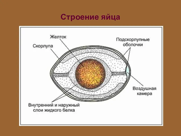 Строение яйца