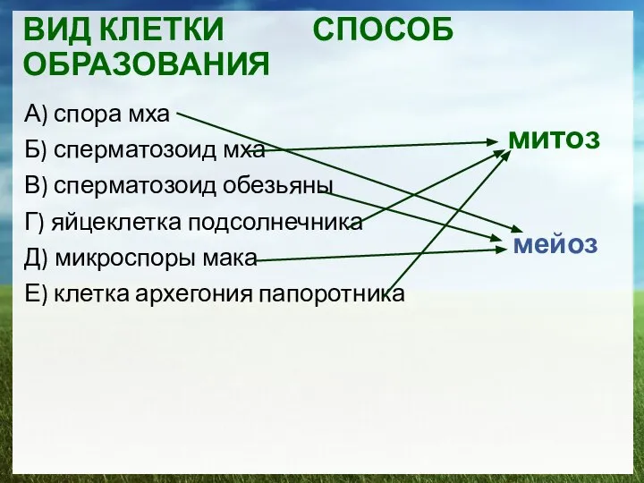 ВИД КЛЕТКИ СПОСОБ ОБРАЗОВАНИЯ А) спора мха Б) сперматозоид мха В)