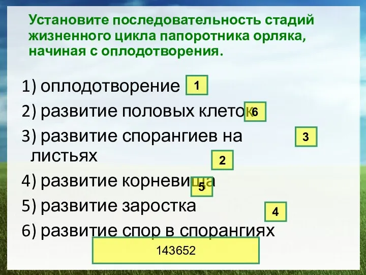 Установите последовательность стадий жизненного цикла папоротника орляка, начиная с оплодотворения. 1)