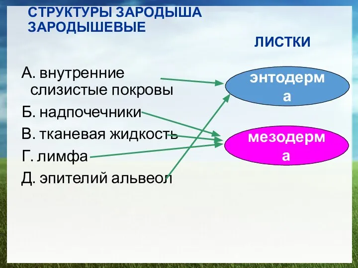 СТРУКТУРЫ ЗАРОДЫША ЗАРОДЫШЕВЫЕ ЛИСТКИ А. внутренние слизистые покровы Б. надпочечники В.