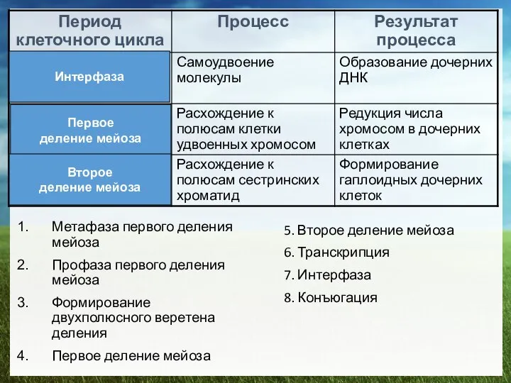 Метафаза первого деления мейоза Профаза первого деления мейоза Формирование двухполюсного веретена