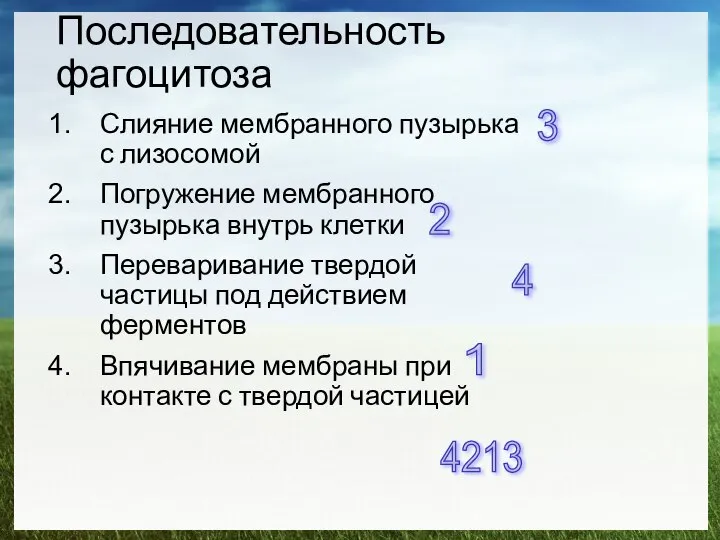 Последовательность фагоцитоза Слияние мембранного пузырька с лизосомой Погружение мембранного пузырька внутрь