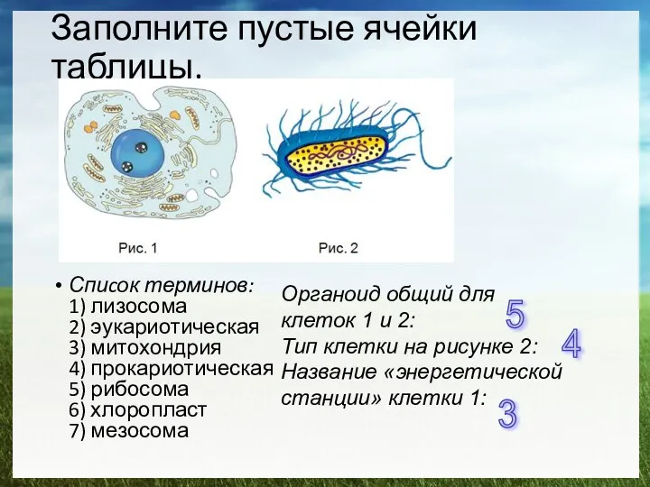 Заполните пустые ячейки таблицы. Спиcок терминов: 1) лизосома 2) эукариотическая 3)