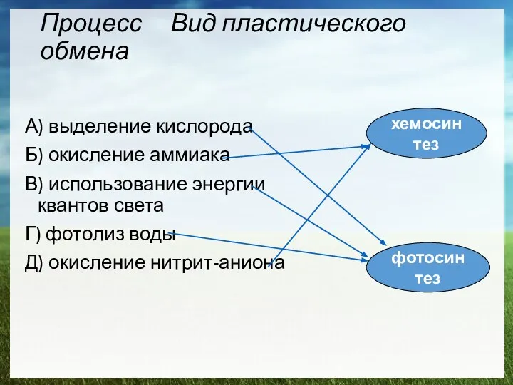 Процесс Вид пластического обмена А) выделение кислорода Б) окисление аммиака В)