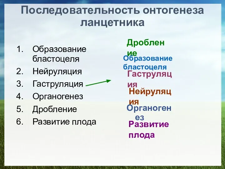 Последовательность онтогенеза ланцетника Образование бластоцеля Нейруляция Гаструляция Органогенез Дробление Развитие плода