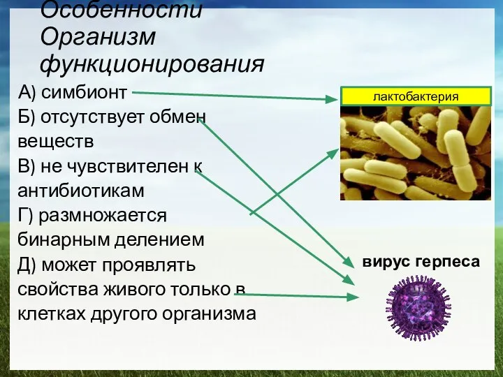 Особенности Организм функционирования А) симбионт Б) отсутствует обмен веществ В) не