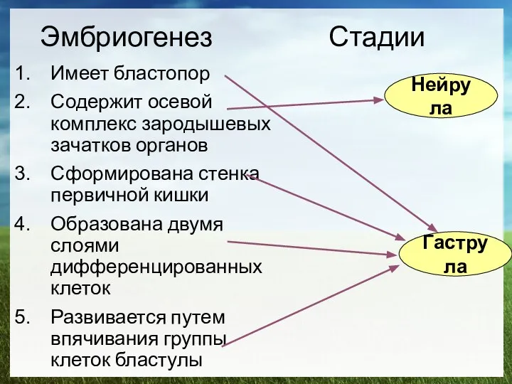 Эмбриогенез Стадии Имеет бластопор Содержит осевой комплекс зародышевых зачатков органов Сформирована