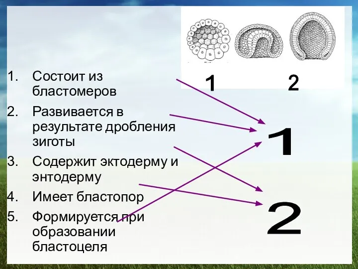 Состоит из бластомеров Развивается в результате дробления зиготы Содержит эктодерму и