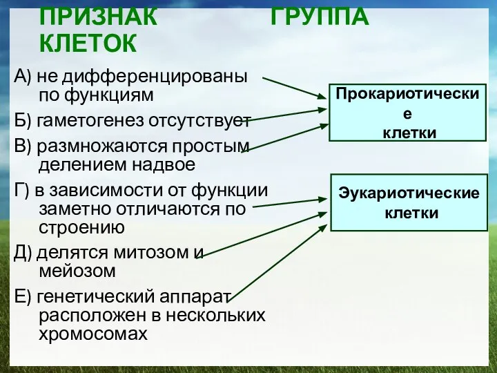 ПРИЗНАК ГРУППА КЛЕТОК А) не дифференцированы по функциям Б) гаметогенез отсутствует