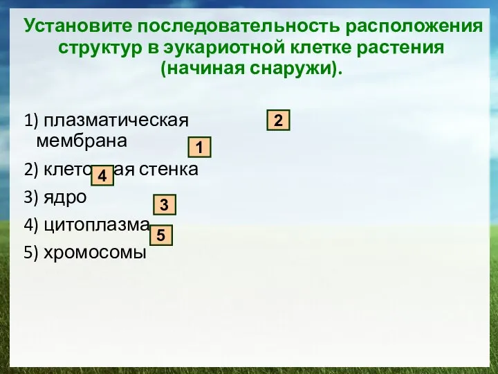 Установите последовательность расположения структур в эукариотной клетке растения (начиная снаружи). 1)