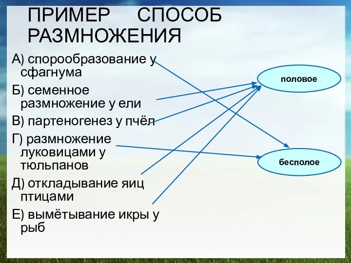 ПРИМЕР СПОСОБ РАЗМНОЖЕНИЯ А) спорообразование у сфагнума Б) семенное размножение у