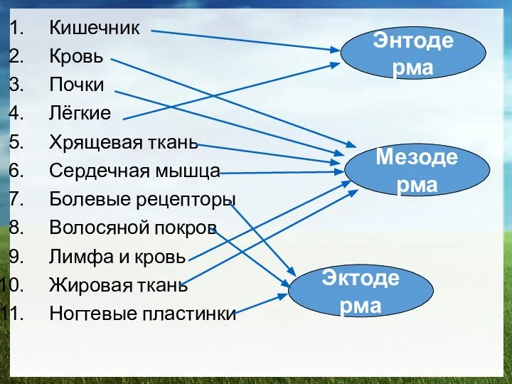 Кишечник Кровь Почки Лёгкие Хрящевая ткань Сердечная мышца Болевые рецепторы Волосяной