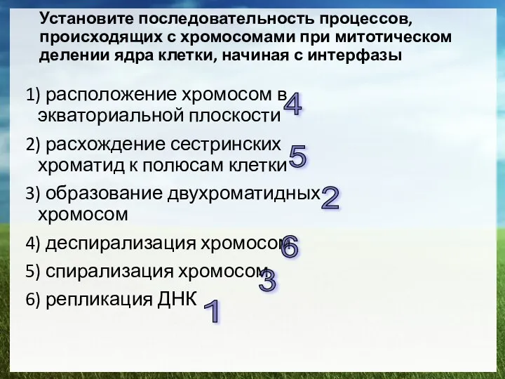 Установите последовательность процессов, происходящих с хромосомами при митотическом делении ядра клетки,