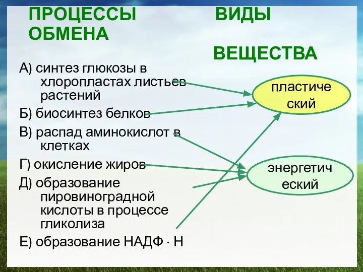 ПРОЦЕССЫ ВИДЫ ОБМЕНА ВЕЩЕСТВА А) синтез глюкозы в хлоропластах листьев растений