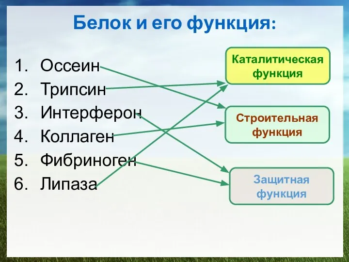 Белок и его функция: Оссеин Трипсин Интерферон Коллаген Фибриноген Липаза Каталитическая функция Строительная функция Защитная функция