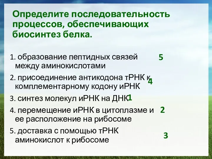 Определите последовательность процессов, обеспечивающих биосинтез белка. 1. образование пептидных связей между