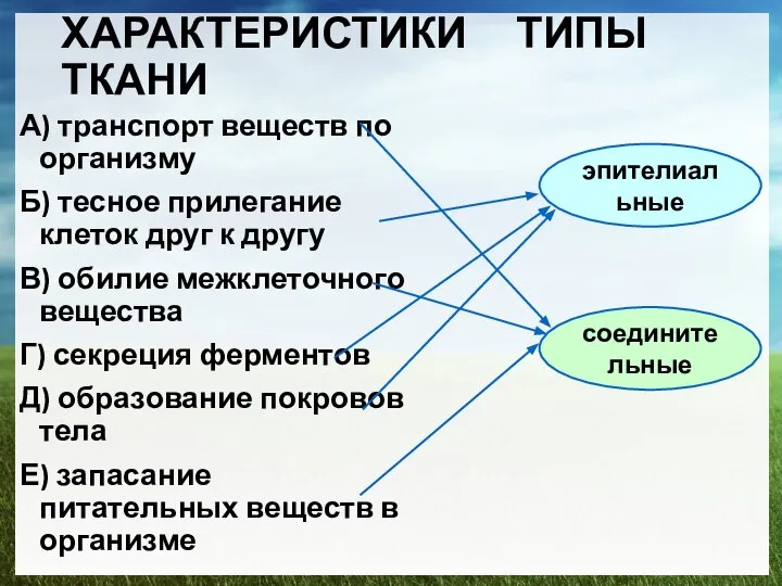 ХАРАКТЕРИСТИКИ ТИПЫ ТКАНИ А) транспорт веществ по организму Б) тесное прилегание