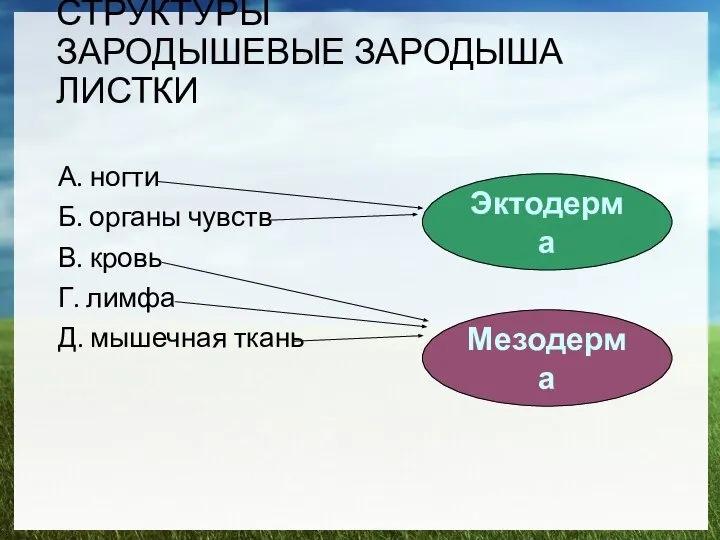 СТРУКТУРЫ ЗАРОДЫШЕВЫЕ ЗАРОДЫША ЛИСТКИ А. ногти Б. органы чувств В. кровь