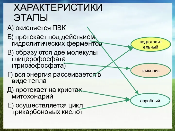 ХАРАКТЕРИСТИКИ ЭТАПЫ А) окисляется ПВК Б) протекает под действием гидролитических ферментов