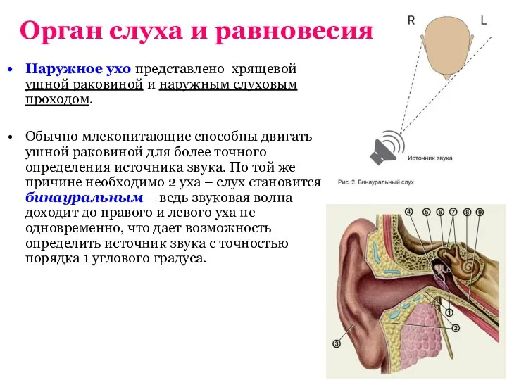 Орган слуха и равновесия Наружное ухо представлено хрящевой ушной раковиной и