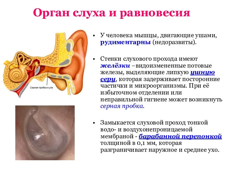 Орган слуха и равновесия У человека мышцы, двигающие ушами, рудиментарны (недоразвиты).