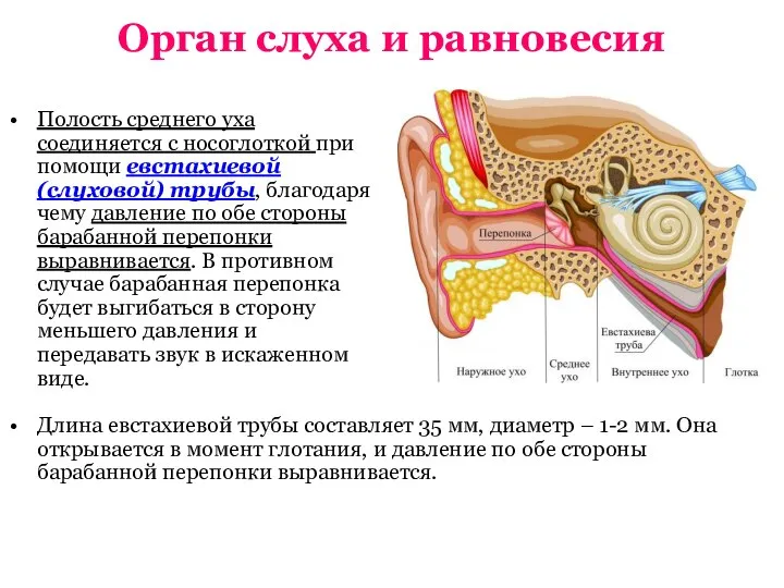 Орган слуха и равновесия Полость среднего уха соединяется с носоглоткой при