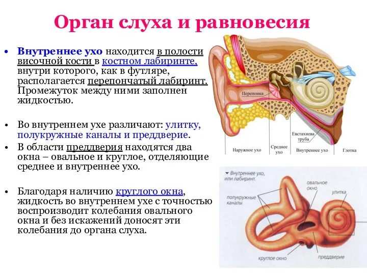 Орган слуха и равновесия Внутреннее ухо находится в полости височной кости