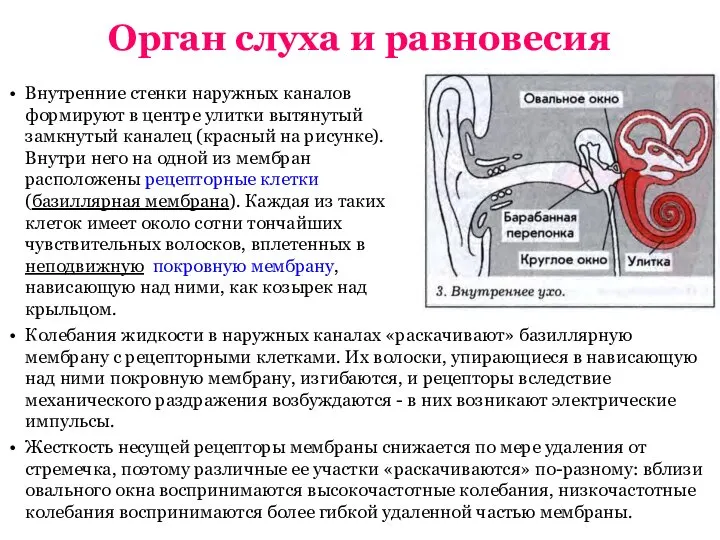 Орган слуха и равновесия Колебания жидкости в наружных каналах «раскачивают» базиллярную