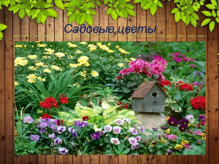 Садовые цветы Текст слайда