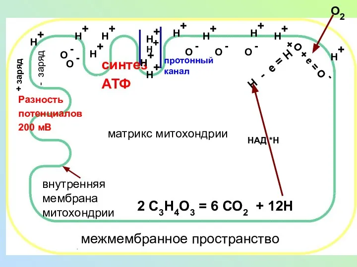 синтез АТФ О - протонный канал Н+ межмембранное пространство внутренняя мембрана