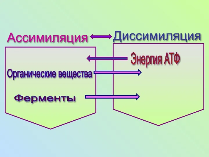 Ассимиляция Диссимиляция Энергия АТФ Органические вещества Ферменты