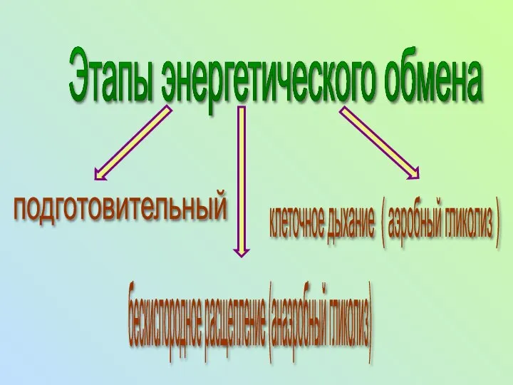 Этапы энергетического обмена подготовительный клеточное дыхание ( аэробный гликолиз ) бескислородное расщепление (анаэробный гликолиз)