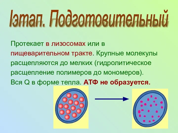 Iэтап. Подготовительный Протекает в лизосомах или в пищеварительном тракте. Крупные молекулы
