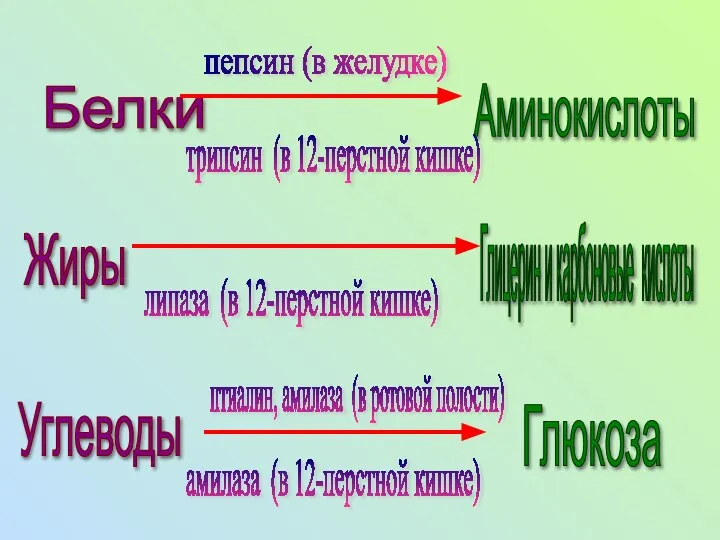 Белки Аминокислоты Жиры Глицерин и карбоновые кислоты Углеводы Глюкоза пепсин (в